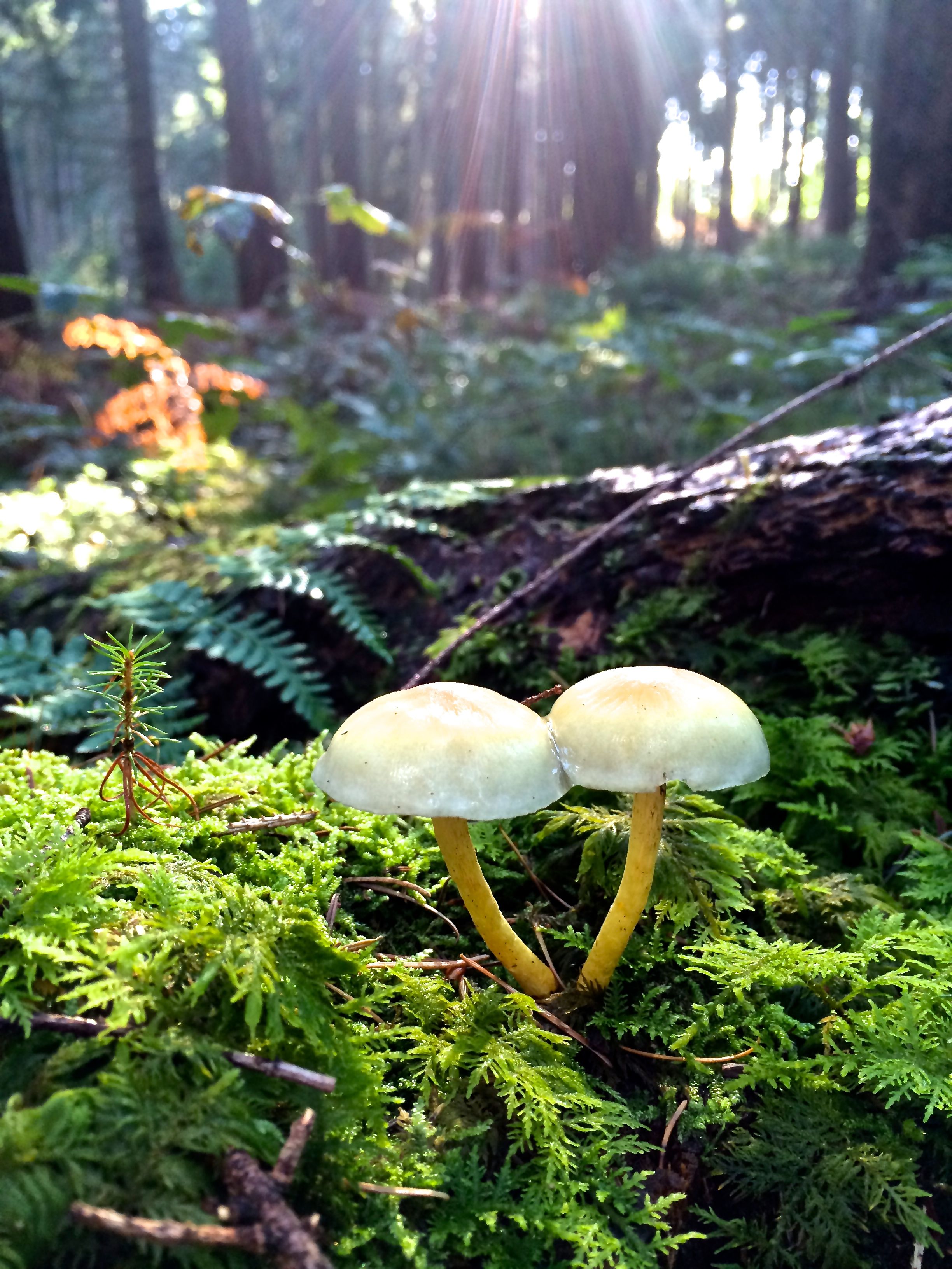 Wald 1
