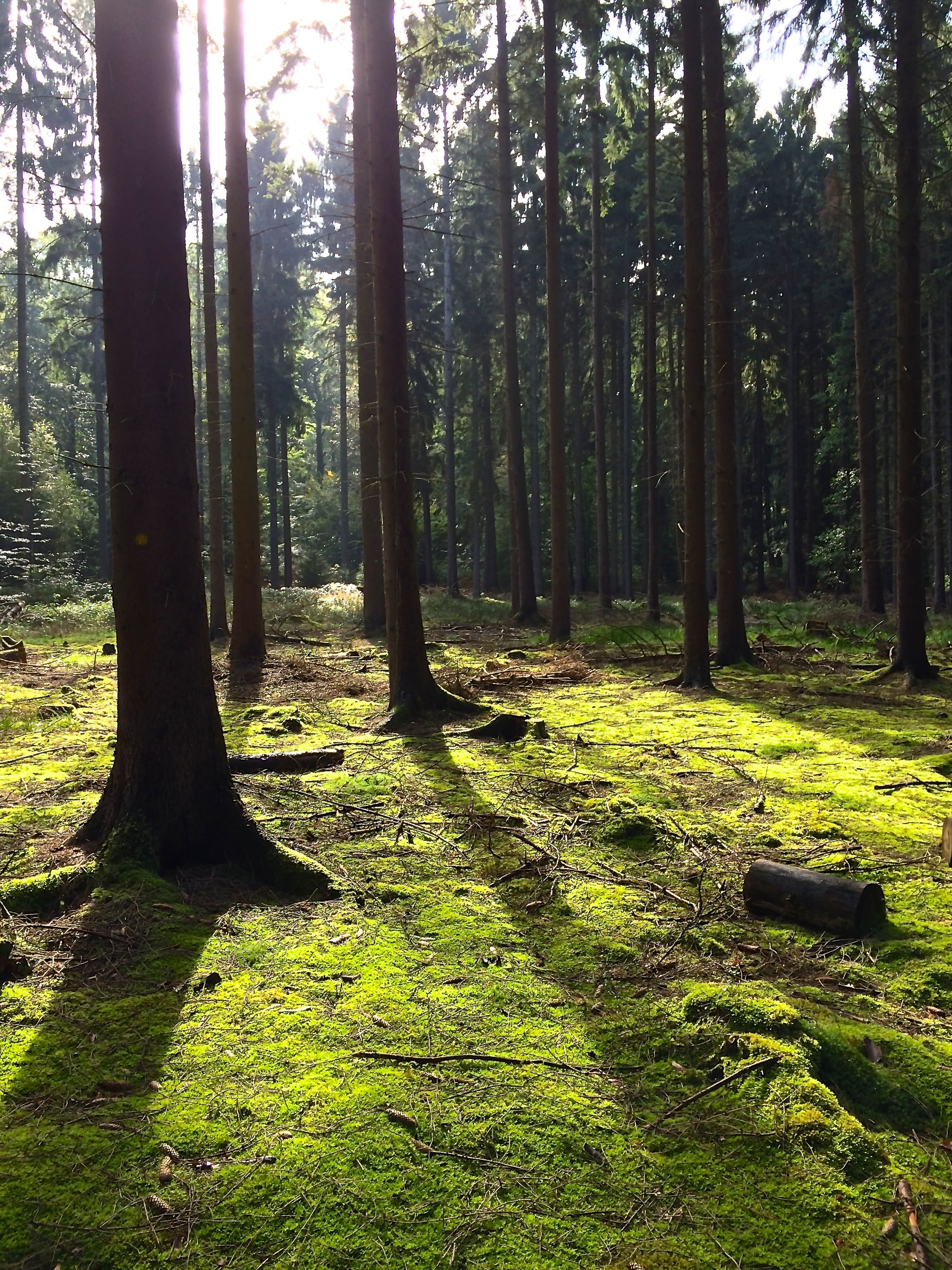 Wald 2